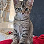 abyssinian, animal, blanket, cat, egyptiancat, kitten, manx, pet, siamese