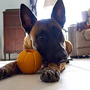 Cash is registered to the contest to win money with this photo: dog, german_shepherd, toy, orange_ball, indoor, floor, recliner, furniture, pet, animal, lying_down, chewed_toy, ears_up, relaxed, home, background, light, window, curtains, companion