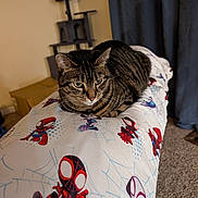 Coconut is registered to the contest to win money with this photo: bedding, blanket, carpet, cat, cat_tree, cozy, curtain, ears, eyes, fur, furniture, home_interior, indoor, loaf_pose, pet, portrait, resting, spiderman_print, tabby_cat, whiskers