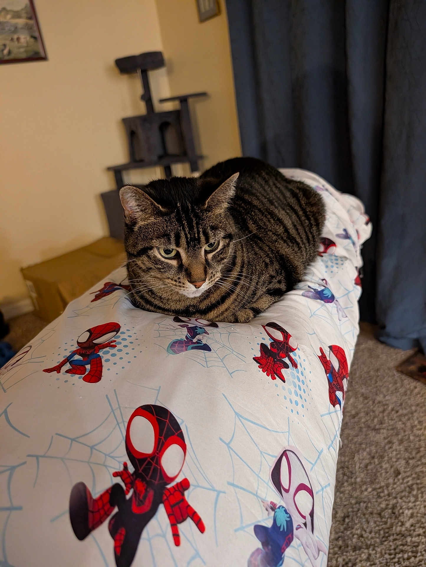 Coconut is registered to the contest to win money with this photo: bedding, blanket, carpet, cat, cat_tree, cozy, curtain, ears, eyes, fur, furniture, home_interior, indoor, loaf_pose, pet, portrait, resting, spiderman_print, tabby_cat, whiskers