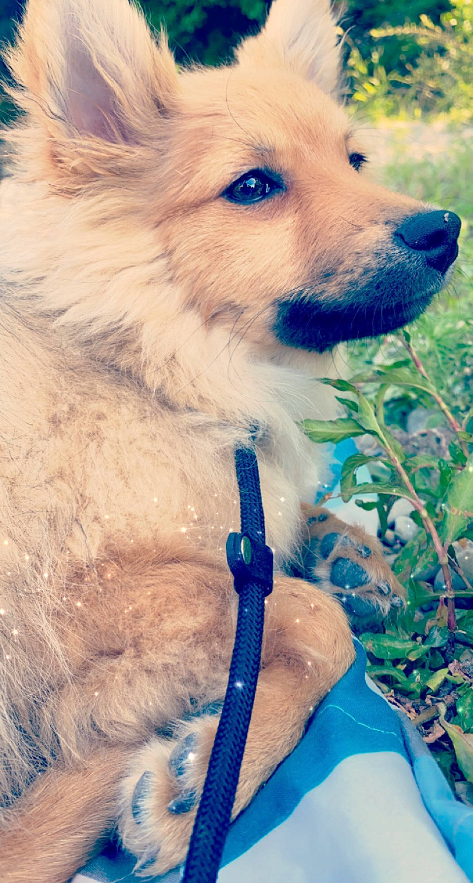 Thanos a rejoint le concours — aidez-le/la à gagner de superbes lots ! blue, carnivore, collar, companion_dog, dog, dog_breed, dog_collar, electric_blue, fawn, fur, green, happy, light, pet_supply, plant, snout, sporting_group, volpino_italiano, whiskers, working_animal