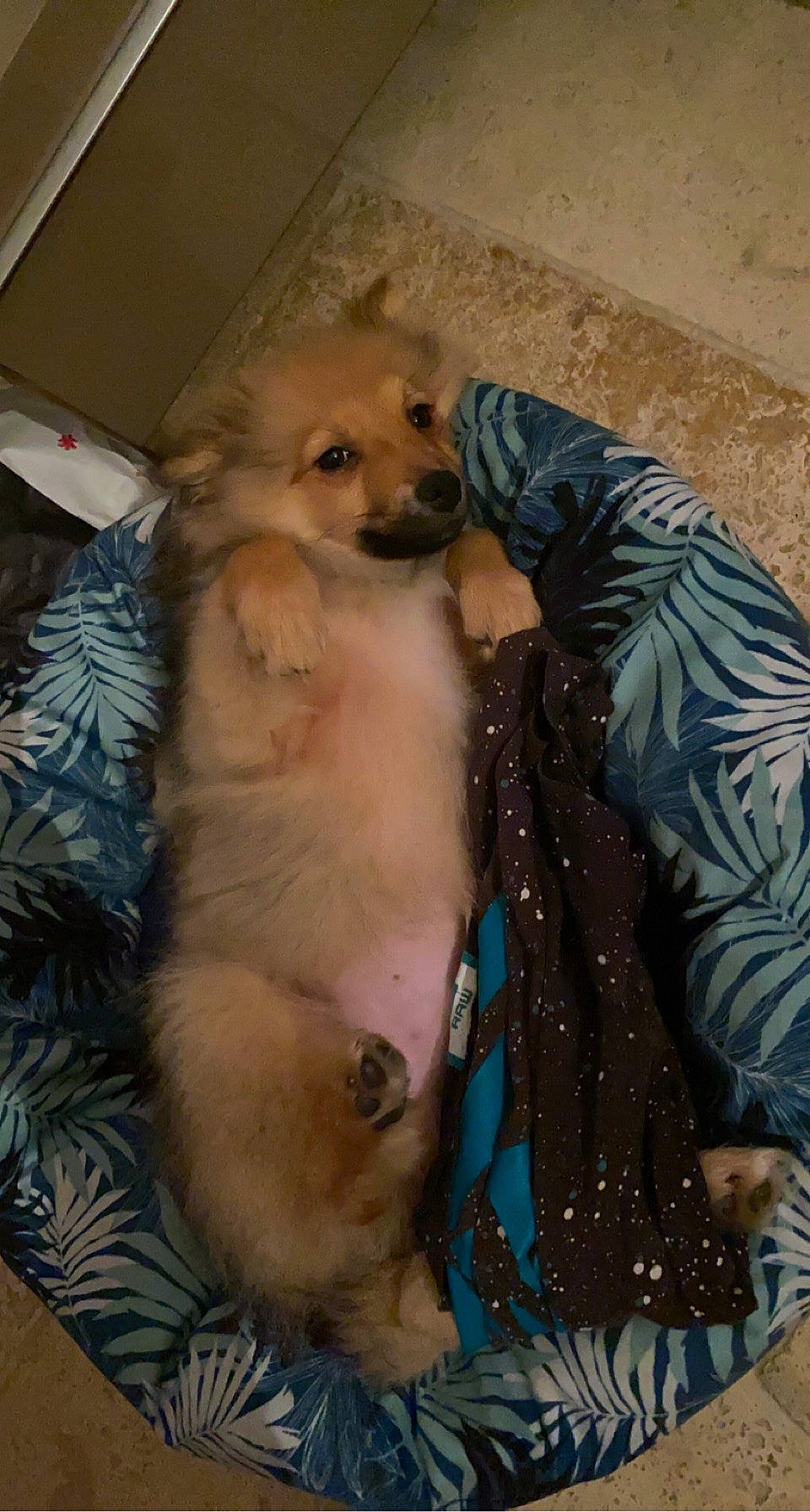 Thanos participe au concours pour gagner de l'argent avec cette photo : canidae, carnivore, collar, companion_dog, dog, dog_breed, dog_supply, fawn, flooring, fur, liver, non_sporting_group, paw, pet_supply, snout, sporting_group, tail, toy_dog, volpino_italiano, working_animal