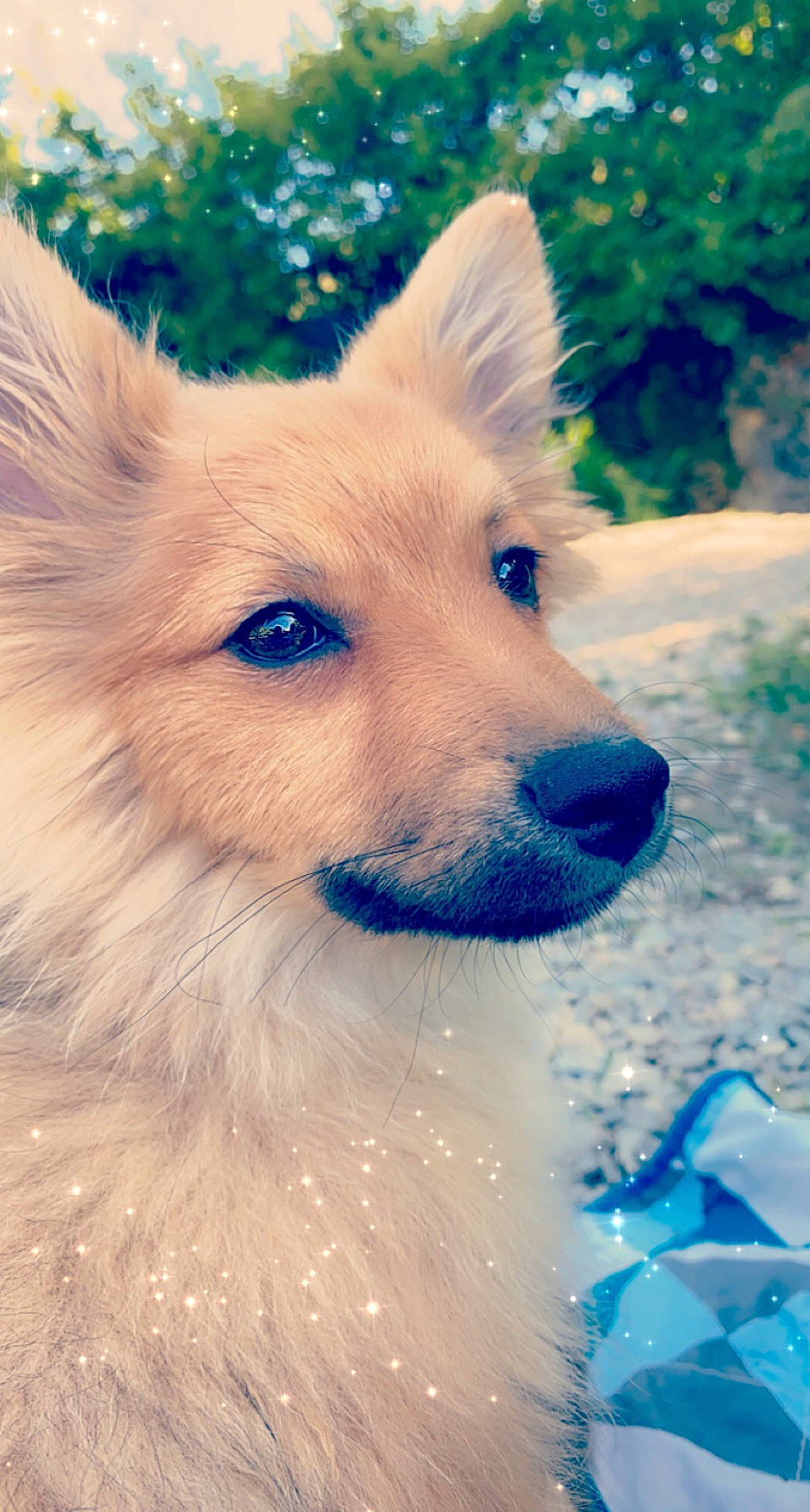 Thanos a rejoint le concours — aidez-le/la à gagner de superbes lots ! canidae, carnivore, close_up, companion_dog, corgi_chihuahua, dog, dog_breed, dog_supply, electric_blue, fawn, fur, plant, snout, sporting_group, tail, terrestrial_animal, tree, whiskers, wildlife, winter