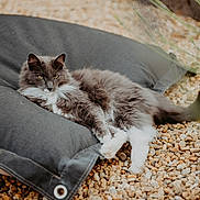 Tom participe au concours pour gagner de l'argent avec cette photo : cat, gray_cat, white_paws, fluffy_fur, cushion, outdoor, pebbles, relaxed, resting, pet, animal, nature, fur, whiskers, tail, ears, eyes, cozy, shade, calm