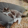 cat, gray_cat, white_paws, fluffy_fur, cushion, outdoor, pebbles, relaxed, resting, pet, animal, nature, fur, whiskers, tail, ears, eyes, cozy, shade, calm