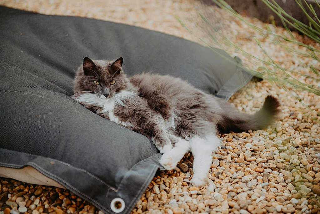 Tom participe au concours pour gagner de l'argent avec cette photo : cat, gray_cat, white_paws, fluffy_fur, cushion, outdoor, pebbles, relaxed, resting, pet, animal, nature, fur, whiskers, tail, ears, eyes, cozy, shade, calm