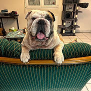 Rambo participe au concours pour gagner de l'argent avec cette photo : bulldog, dog, pet, indoor, furniture, armchair, green, living_room, window, curtains, cat_tree, floor_tiles, tongue_out, close_up, two_dogs, wood, table, tissue_box, cozy, home