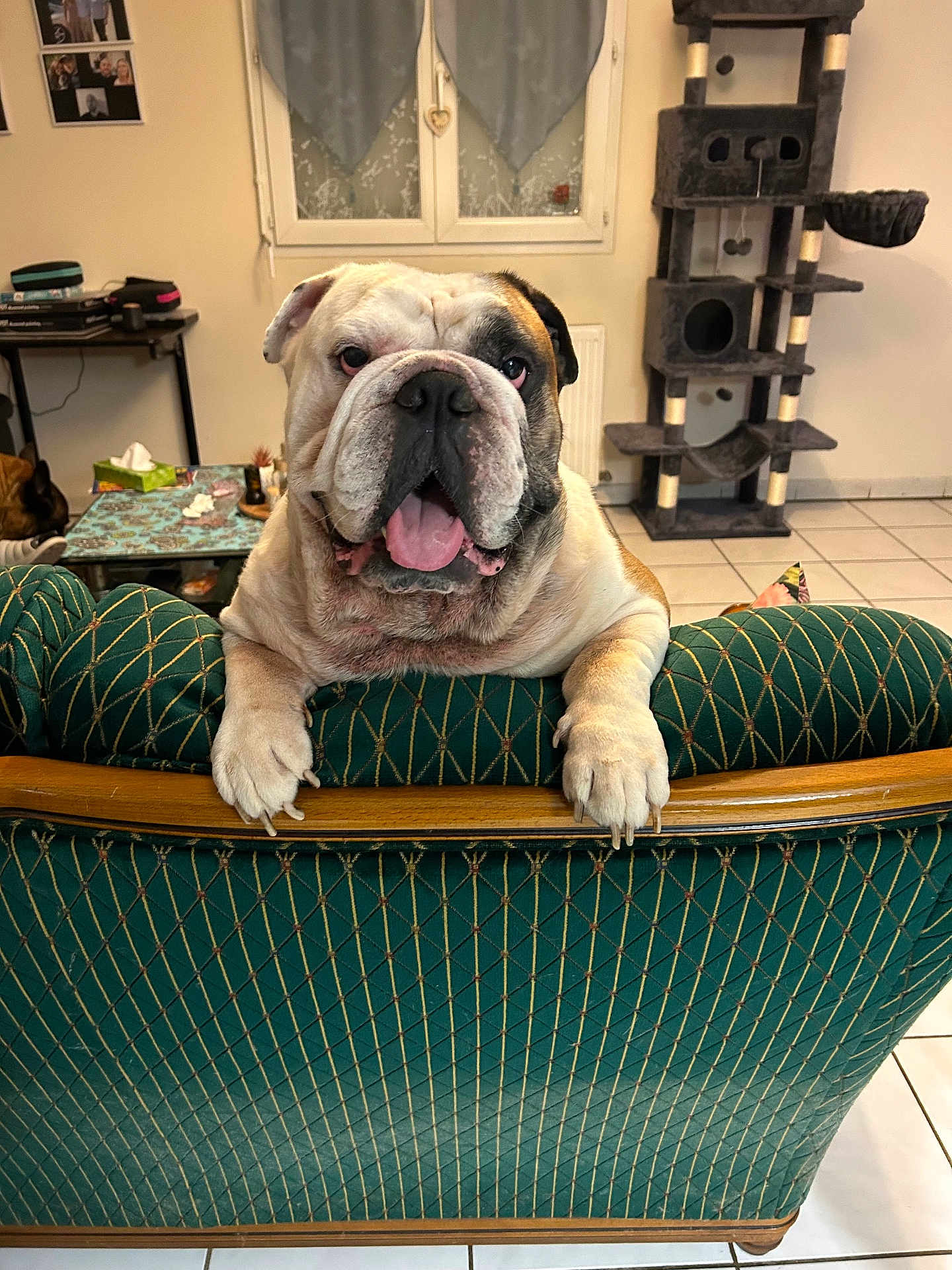 Rambo participe au concours pour gagner de l'argent avec cette photo : bulldog, dog, pet, indoor, furniture, armchair, green, living_room, window, curtains, cat_tree, floor_tiles, tongue_out, close_up, two_dogs, wood, table, tissue_box, cozy, home