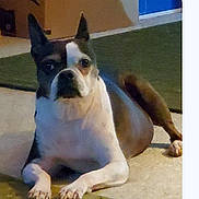 Maggie Lou Schreck is registered to the contest to win money with this photo: animal, black, boston_terrier, brown, canine, carpet, companion, dog, domestic, ears, floor, fur, home, indoor, lying_down, paws, pet, portrait, relaxed, white