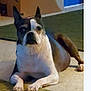 animal, black, boston_terrier, brown, canine, carpet, companion, dog, domestic, ears, floor, fur, home, indoor, lying_down, paws, pet, portrait, relaxed, white