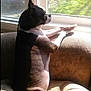 dog, couch, window, sunlight, indoor, pet, black_and_white, looking_out, resting, paw, shadow, furniture, calm, side_view, domestic_animal, morning_light, relaxation, companion, house, daytime
