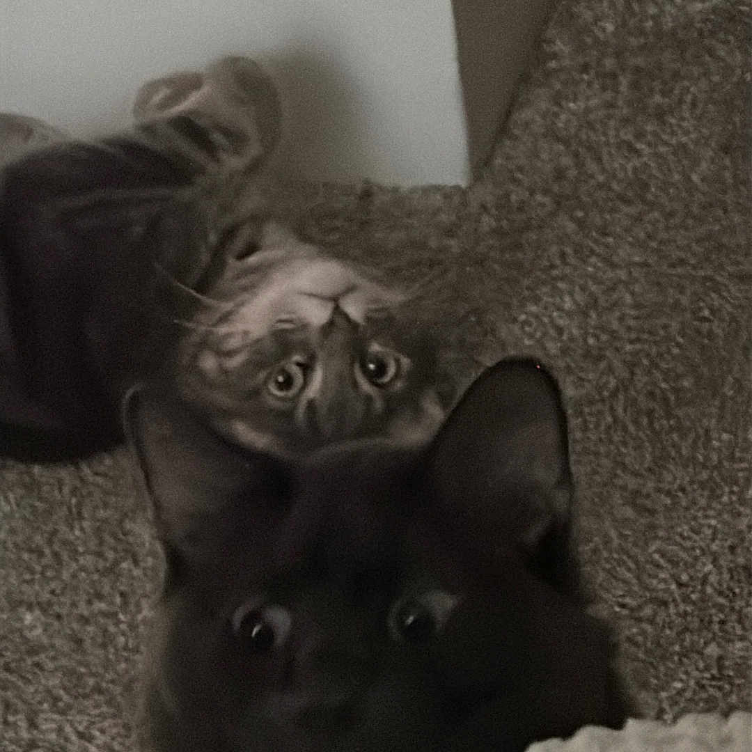 Daisy And Enoki is registered to the contest to win money with this photo: cat, black_cat, tabby_cat, carpet, floor, indoor, curious, pets, animals, feline, eyes, whiskers, corner, home, two_cats, looking_up, pets_indoor, domestic_cat, closeup, companions