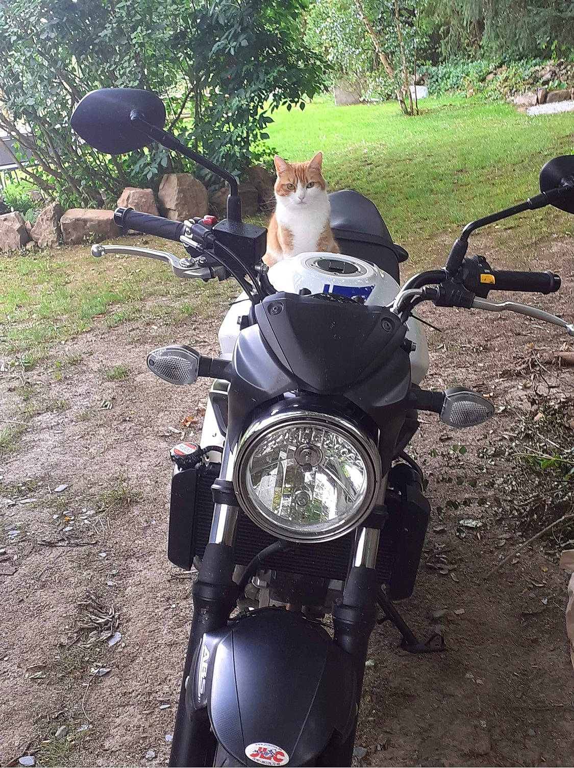 Hope participe au concours pour gagner de l'argent avec cette photo : automotive_design, automotive_exterior, automotive_lighting, automotive_mirror, automotive_side_view_mirror, automotive_tire, cat, fender, fuel_tank, grass, land_vehicle, light, motor_vehicle, motorcycle, motorcycle_accessories, nature, plant, rear_view_mirror, tree, vehicle