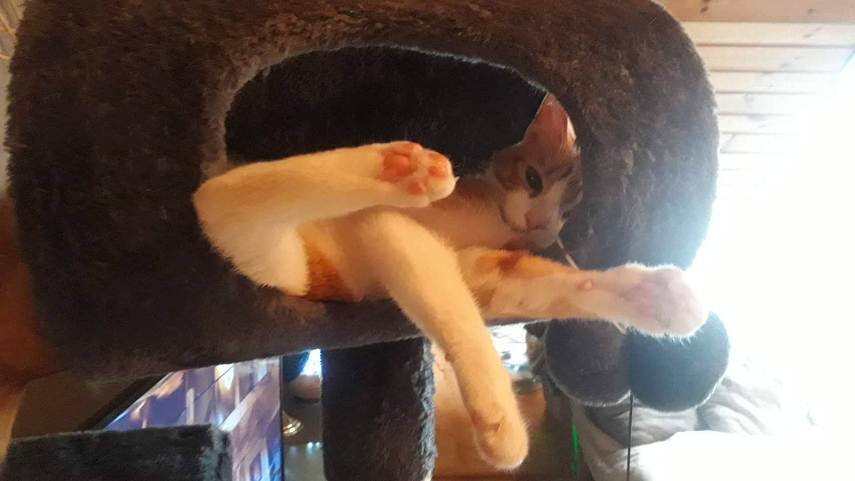 Hope participe au concours pour gagner de l'argent avec cette photo : abdomen, barechested, canidae, carnivore, cat, cat_bed, comfort, domestic_short_haired_cat, elbow, fawn, felidae, fur, human_leg, jaw, sitting, small_to_medium_sized_cats, snout, tail, thigh, whiskers