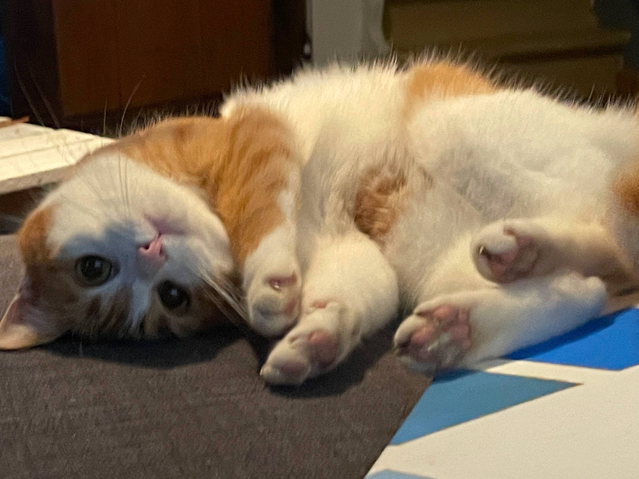 Hope a rejoint le concours — aidez-le/la à gagner de superbes lots ! carnivore, cat, claw, comfort, domestic_short_haired_cat, felidae, fur, nap, paw, sleep, small_to_medium_sized_cats, tail, whiskers