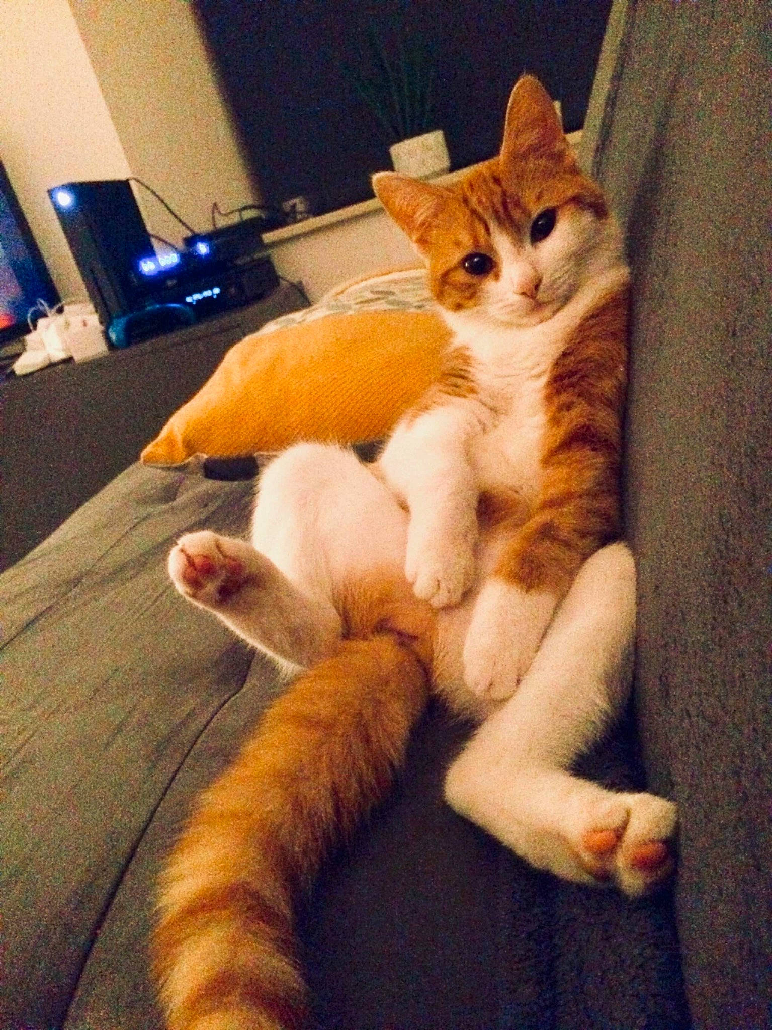 Hope a rejoint le concours — aidez-le/la à gagner de superbes lots ! carnivore, cat, claw, comfort, companion_dog, domestic_short_haired_cat, fawn, felidae, foot, fur, human_leg, lap, linens, paw, room, small_to_medium_sized_cats, snout, tail, whiskers, wood