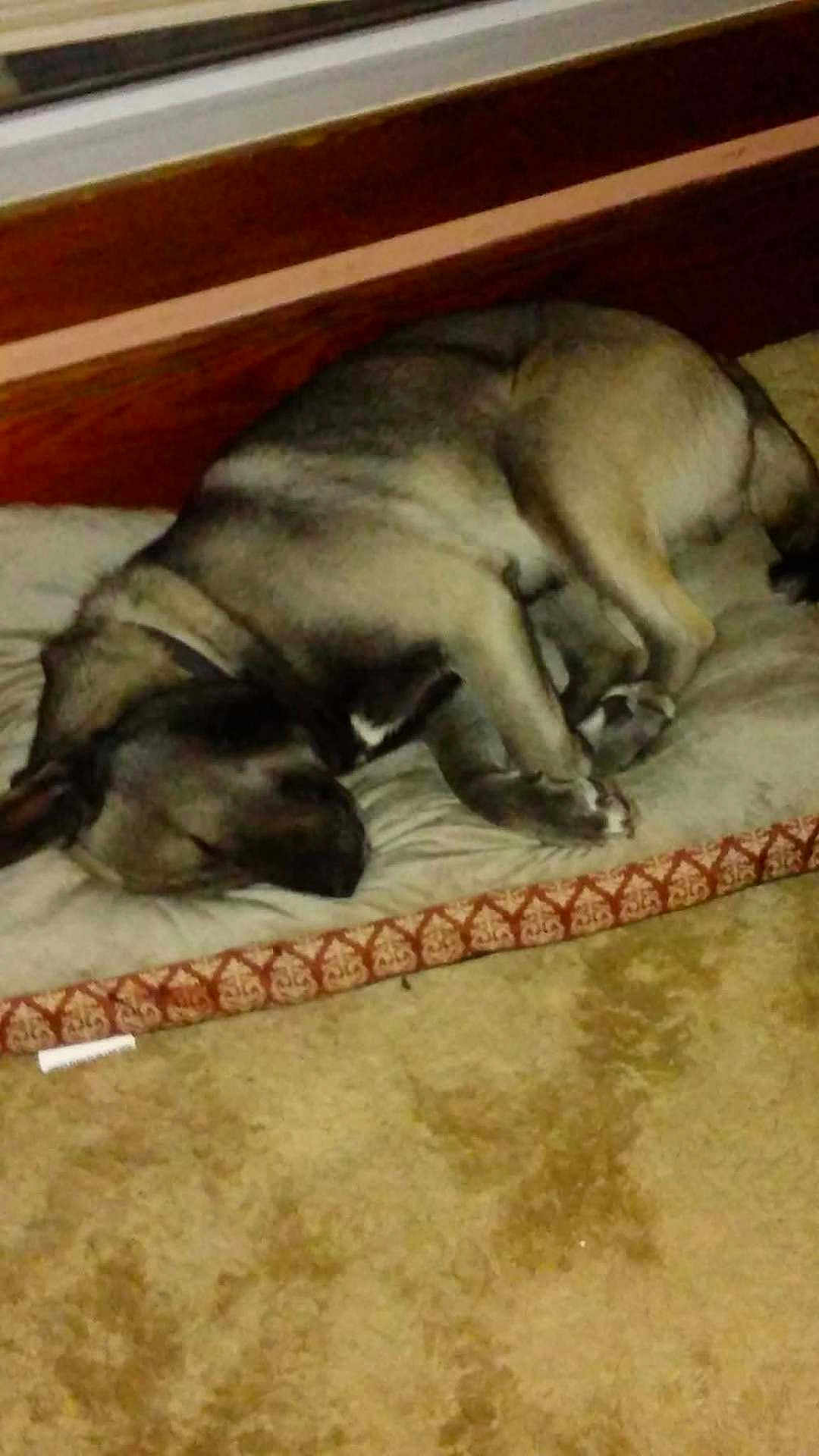 Bandit is registered to the contest to win money with this photo: dog, sleeping, bed, cushion, carpet, floor, indoor, resting, pet, canine, fur, curled_up, quiet, cozy, wood, home, relaxing, animal, comfort, peaceful