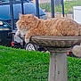animal, background, birdbath, car, cat, concrete, daylight, feline, fluffy, garden, grass, nature, orange_cat, outdoor, pet, relaxed, resting, suburban, tail, vehicle
