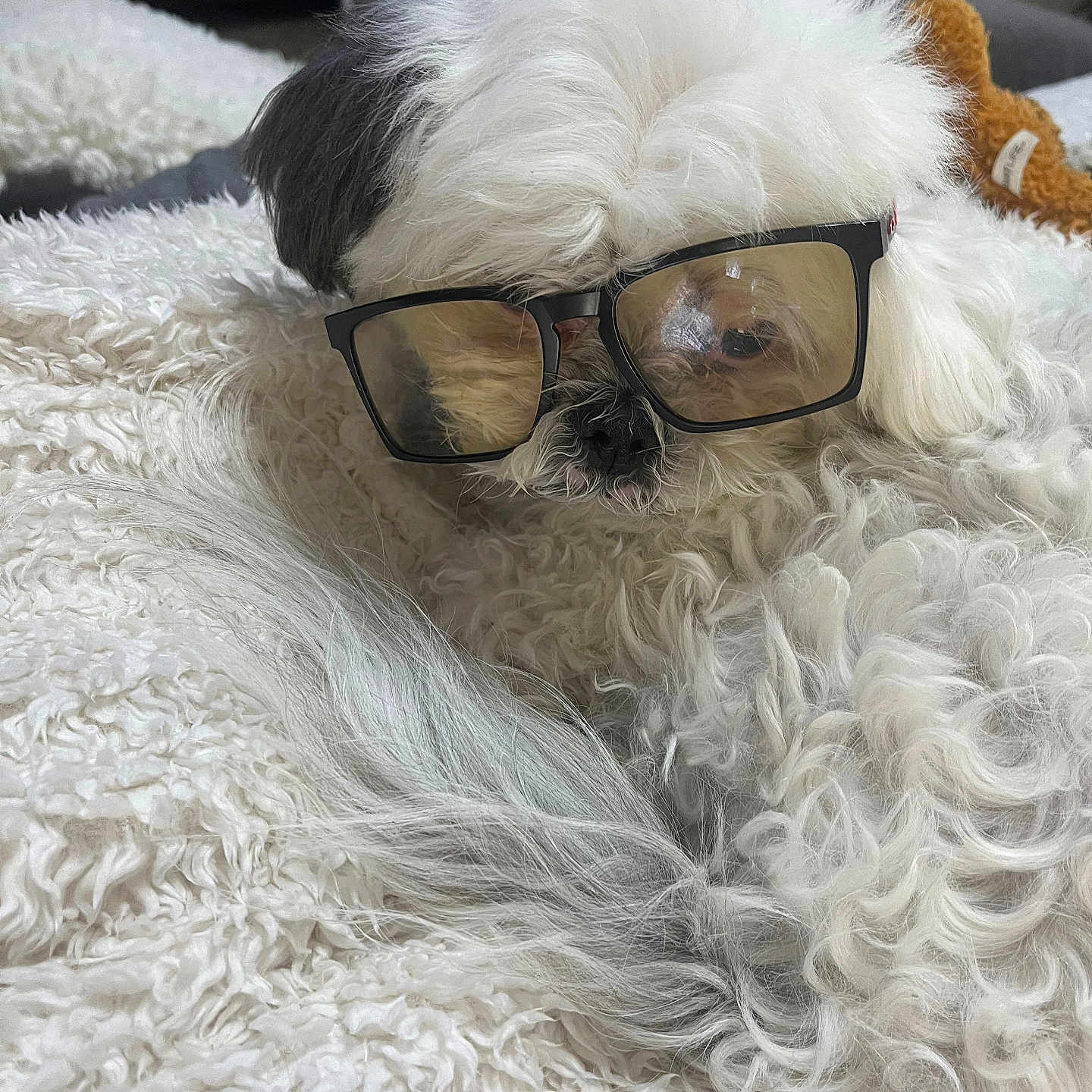 Muhtli is registered to the contest to win money with this photo: animal, blanket, closeup, companion, cozy, cute, dog, eyewear, fluffy, fur, glasses, gray, indoor, laying, pet, portrait, relaxed, sleepy, soft, white