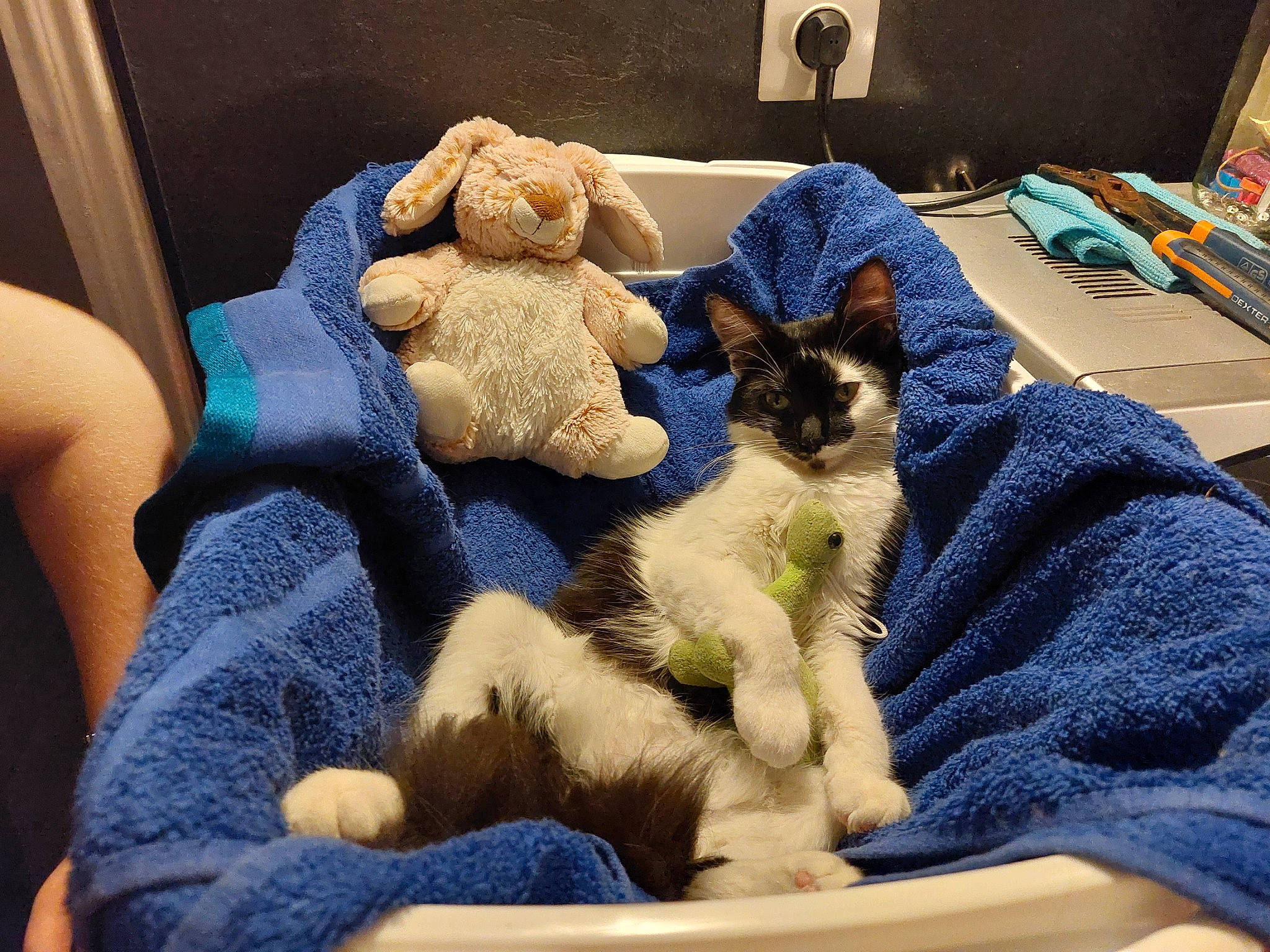 Say participe au concours pour gagner de l'argent avec cette photo : bed, bedding, carnivore, cat, cat_bed, comfort, domestic_short_haired_cat, fawn, felidae, fur, linens, mammal, room, small_to_medium_sized_cats, stuffed_toy, tail, toy, vertebrate, whiskers, wool