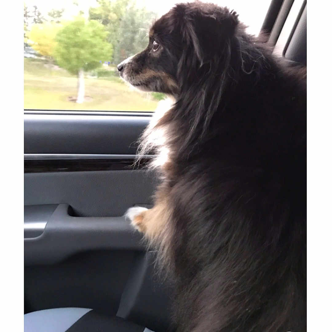 Dixie joined the competition — help win amazing prizes! animal, black_fur, brown_fur, calm, car, daylight, dog, fur, indoor, long_hair, looking_out, nature_outside, pet, seat, side_view, thoughtful, travel, vehicle_interior, white_fur, window