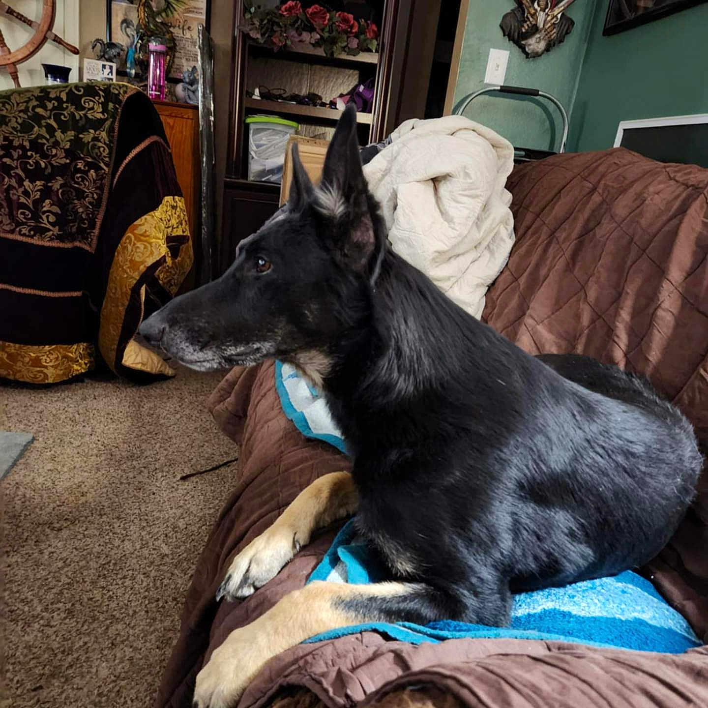 Freya joined the competition — help win amazing prizes! black_dog, blanket, blue, brown, canine, carpet, couch, decor, dog, ears_up, furniture, household, indoor, living_room, pet, relaxed, side_view, sitting, towel, wall_art