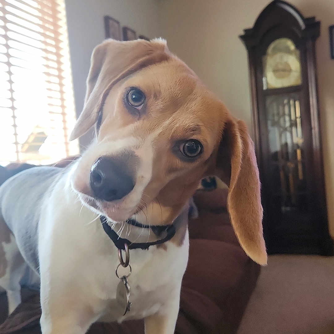 Minne Blue joined the competition — help win amazing prizes! animal, architecture, beagle, building, canine, clock, couch, dog, furniture, homedecor, hound, indoors, interiordesign, labradorretriever, livingroom, pet, pointer, puppy, room, wallclock