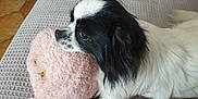 Valérie Puccetti participe au concours pour gagner de l'argent avec cette photo : animal, architecture, baby, blanket, building, canine, cockerspaniel, couch, cushion, dog, furniture, homedecor, indoors, livingroom, papillon, person, pet, puppy, room, toy