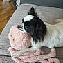 Valérie Puccetti participe au concours pour gagner de l'argent avec cette photo : animal, architecture, baby, blanket, building, canine, cockerspaniel, couch, cushion, dog, furniture, homedecor, indoors, livingroom, papillon, person, pet, puppy, room, toy