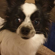 Valérie Puccetti participe au concours pour gagner de l'argent avec cette photo : animal, canine, chihuahua, cockerspaniel, dog, eskimodog, papillon, pet, puppy