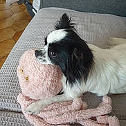 Twinie participe au concours pour gagner de l'argent avec cette photo : animal, architecture, baby, blanket, building, canine, cockerspaniel, couch, cushion, dog, furniture, homedecor, indoors, livingroom, papillon, person, pet, puppy, room, toy