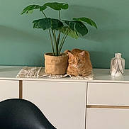 Babouche a rejoint le concours — aidez-le/la à gagner de superbes lots ! cat, ginger_cat, potted_plant, plant, green_wall, sideboard, dresser, vase, textile_runner, table_top, interior, cat_loaf, orange_fur, whiskers, ears, alert_eyes, chair, table, decor, cozy