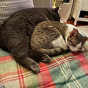 Jasmine Rose Lee is registered to the contest to win money with this photo: cat, sleeping, cozy, plaid_blanket, couch, indoor, furniture, plant, relaxing, pet, fur, tabby_cat, gray_cat, nap, domestic_animal, home, resting, cute, animal, two_cats