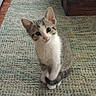 Jasmine Rose Lee is registered to the contest to win money with this photo: kitten, cat, pet, animal, curious, indoor, carpet, tail, small, young, cute, feline, playful, fur, whiskers, ears, eyes, domestic, mammal, looking_up