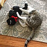 Jasmine Rose Lee is registered to the contest to win money with this photo: cat, tabby_cat, plush_toy, red_bow, rug, patterned_rug, wooden_floor, indoor, pet, playful, animal, feline, toy, floor, paw, tail, striped, cute, home, cozy