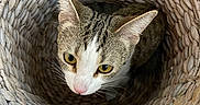 Jasmine Rose Lee is registered to the contest to win money with this photo: cat, basket, woven, curious, pet, animal, yellow_eyes, pink_nose, texture, closeup, indoor, cozy, cute, fur, whiskers, head, ears, looking_up, domestic_cat, portrait