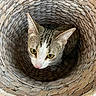 cat, basket, woven, curious, pet, animal, yellow_eyes, pink_nose, texture, closeup, indoor, cozy, cute, fur, whiskers, head, ears, looking_up, domestic_cat, portrait