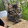 kitten, cat, tabby, fluffy, outdoor, fence, concrete, curious, young, small, animal, pet, nature, greenery, closeup, whiskers, ears, paws, fur, cute