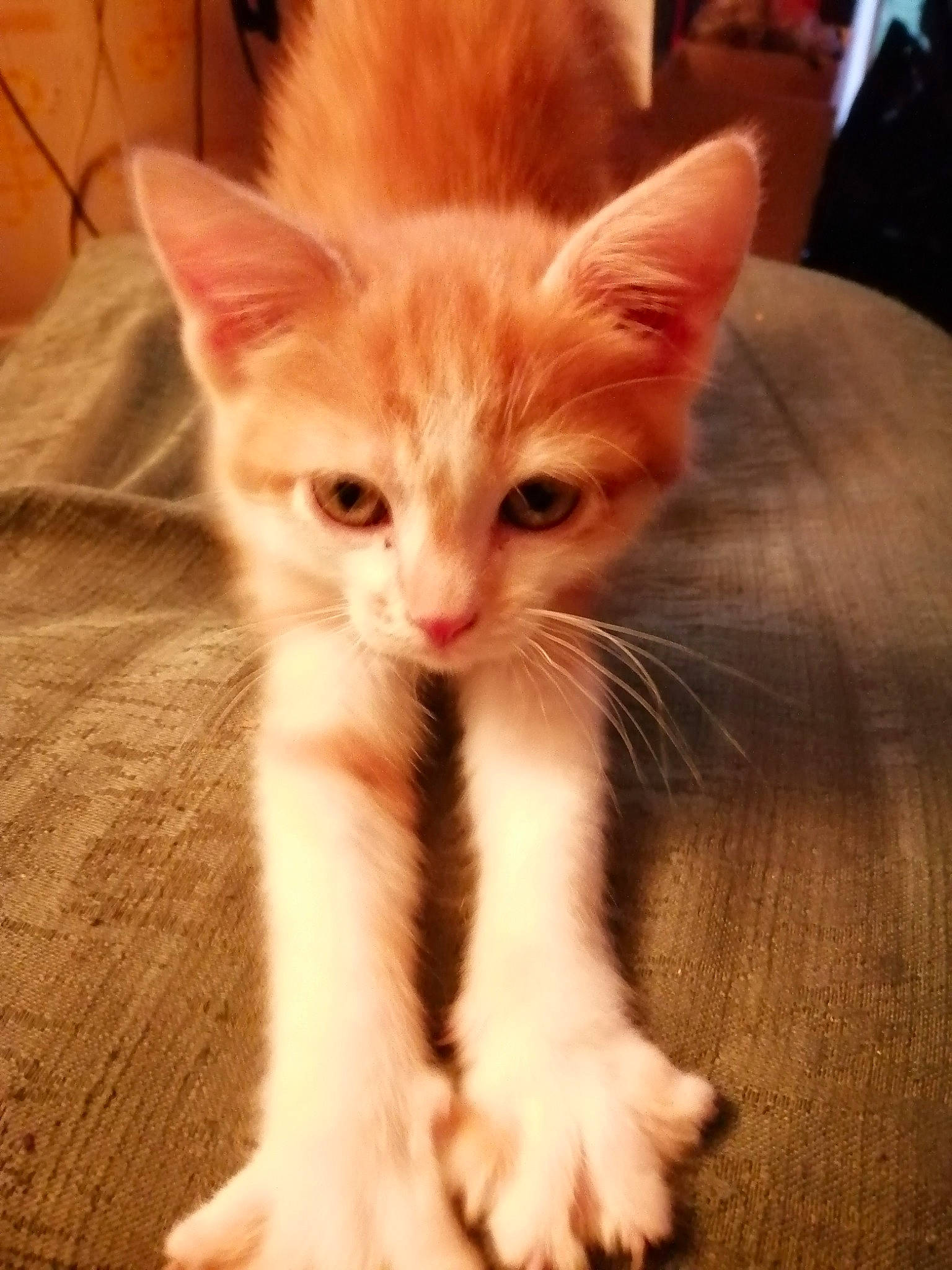 Savane participe au concours pour gagner de l'argent avec cette photo : carnivore, cat, claw, domestic_short_haired_cat, fawn, felidae, flooring, foot, fur, hardwood, iris, paw, small_to_medium_sized_cats, snout, tail, terrestrial_animal, whiskers, wood