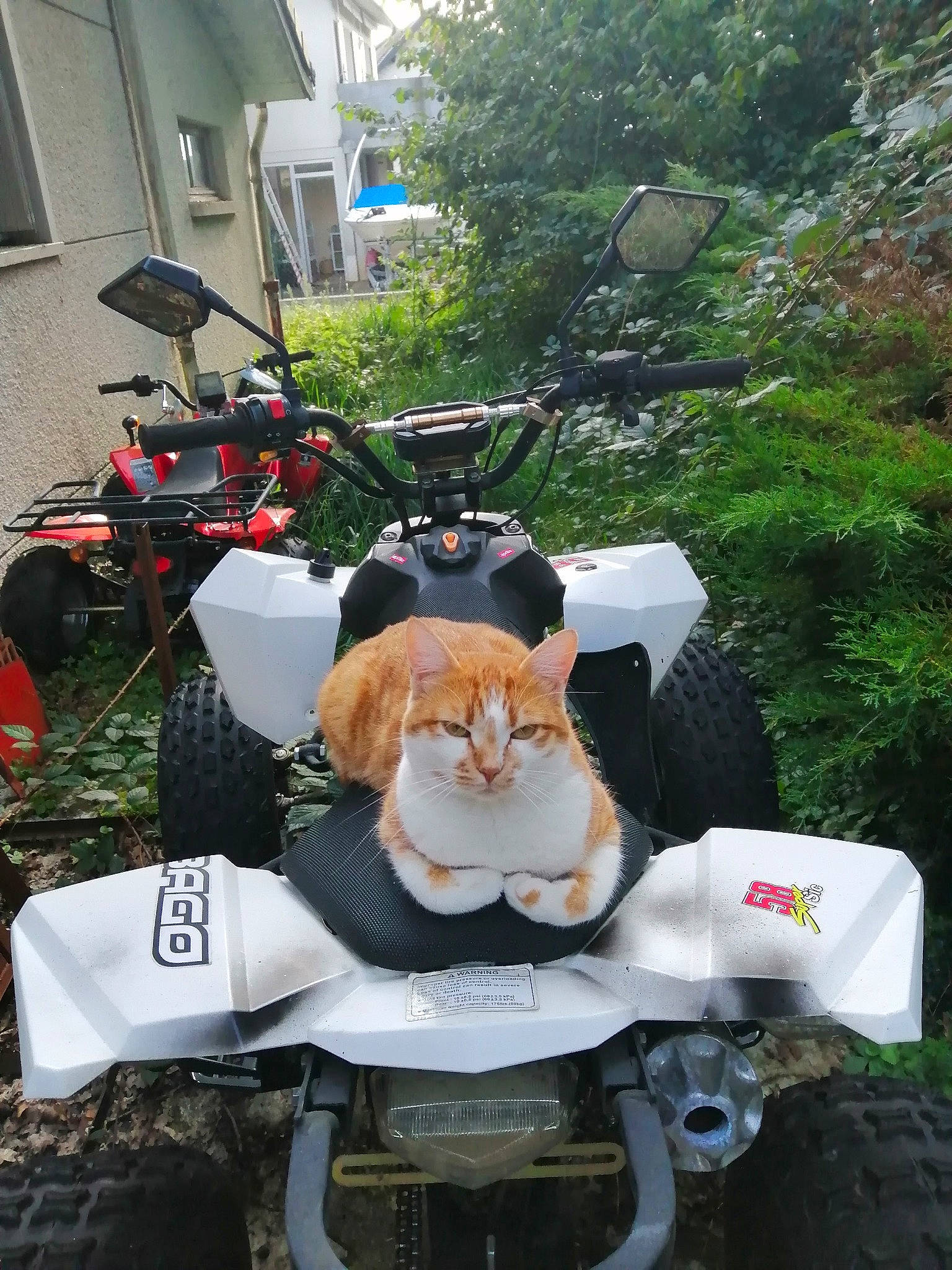 Savane a rejoint le concours — aidez-le/la à gagner de superbes lots ! auto_part, automotive_design, automotive_lighting, automotive_tire, bag, bicycle_handlebar, carnivore, cat, felidae, grass, motor_vehicle, motorcycle, plant, small_to_medium_sized_cats, tail, tire, tree, vehicle, wheel, window