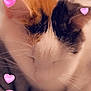 Thya a rejoint le concours — aidez-le/la à gagner de superbes lots ! cat, calico, close_up, eyes_closed, whiskers, fur, pink_hearts, emoji_overlay, soft_focus, cute, pet, animal, domestic_cat, indoor, sleepy, adorable, love_theme, feline, cozy, resting