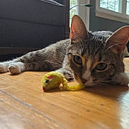 Bisty is registered to the contest to win money with this photo: cat, tabby, toy_mouse, wooden_floor, indoor, pet, curious, lying_down, close_up, ears, whiskers, window, couch, living_room, houseplant, natural_light, flooring, feline, playful, domestic_animal