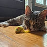 cat, close_up, couch, curious, domestic_animal, ears, feline, flooring, houseplant, indoor, living_room, lying_down, natural_light, pet, playful, tabby, toy_mouse, whiskers, window, wooden_floor