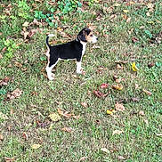 Bailey joined the competition — help win amazing prizes! alert, autumn, brown, canine, curious, daylight, dog, fence, grass, greenery, leaves, nature, outdoor, plants, puppy, scenery, side_view, small_dog, standing, young_animal