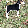 Bailey is registered to the contest to win money with this photo: alert, animal, autumn, beagle, canine, curious, dog, ears, fur, grass, ground, leaves, nature, outdoor, pet, puppy, side_view, snout, tail, young