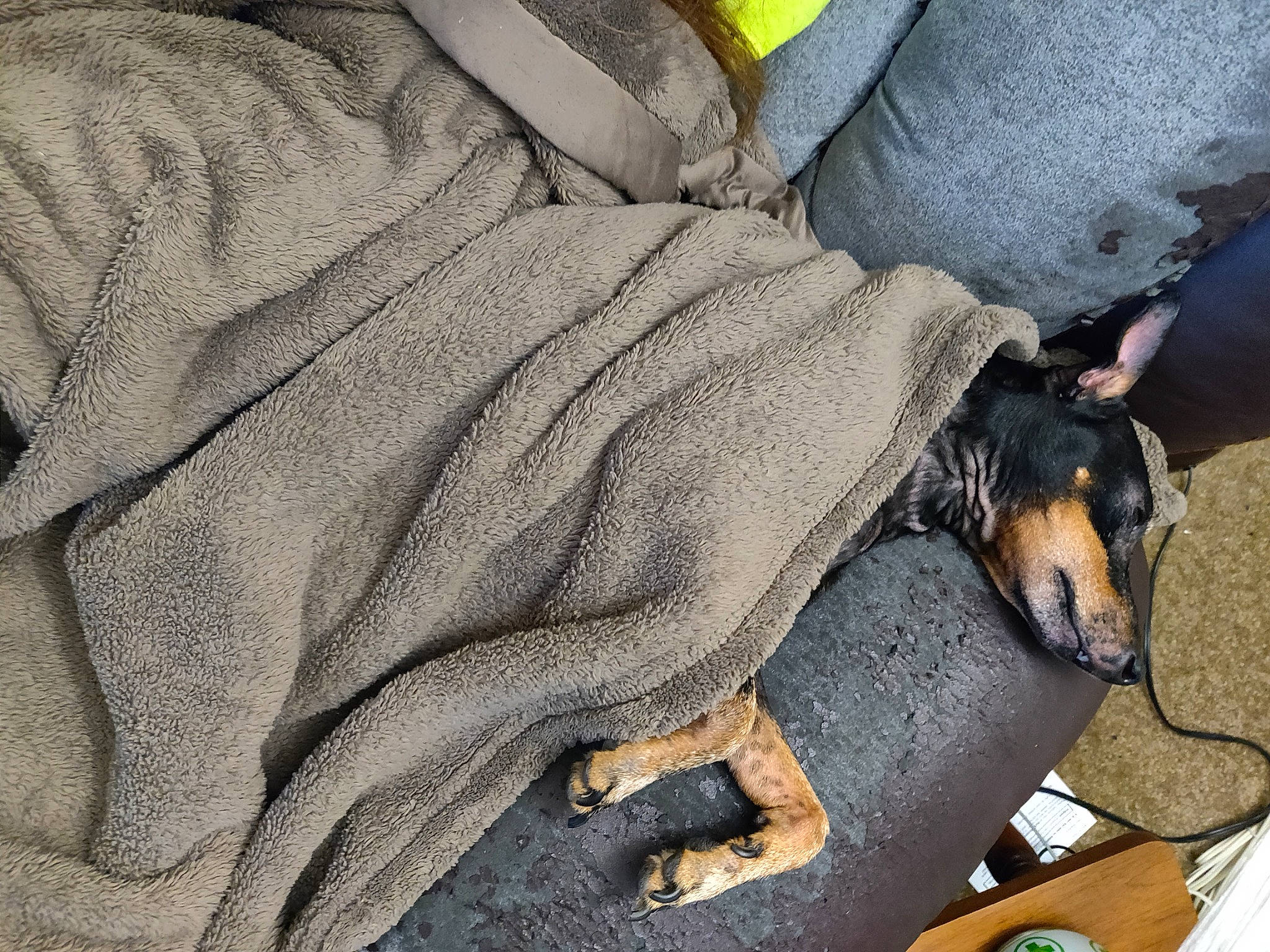 Slide is registered to the contest to win money with this photo: canidae, carnivore, dobermann, dog, dog_breed, german_pinscher, guard_dog, manchester_terrier, miniature_pinscher, pinscher