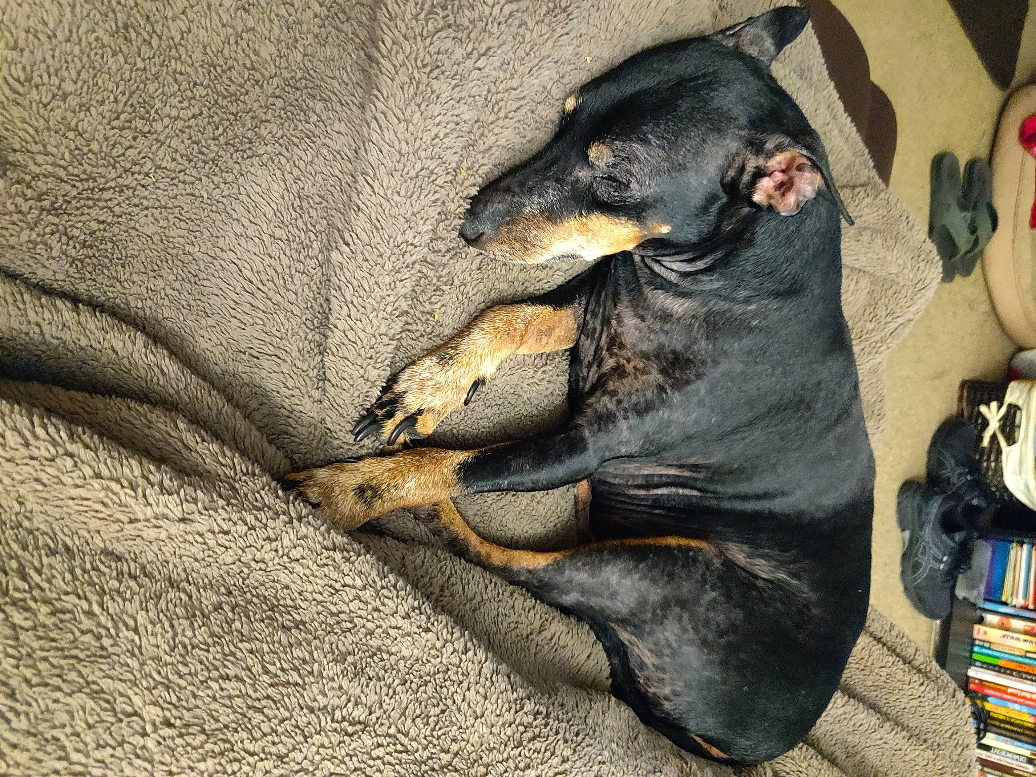 Slide joined the competition — help win amazing prizes! canidae, carnivore, companion_dog, dachshund, dobermann, dog, dog_breed, guard_dog, manchester_terrier, miniature_pinscher, nap, non_sporting_group, paw, peruvian_hairless_dog, pinscher, puppy, sleep, toy_dog