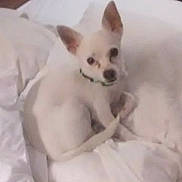 Karma is registered to the contest to win money with this photo: dog, small_dog, white_dog, pet, animal, ears, blanket, indoor, cute, fur, collar, resting, lying_down, cozy, bed, soft, looking, curious, companion, domestic_animal