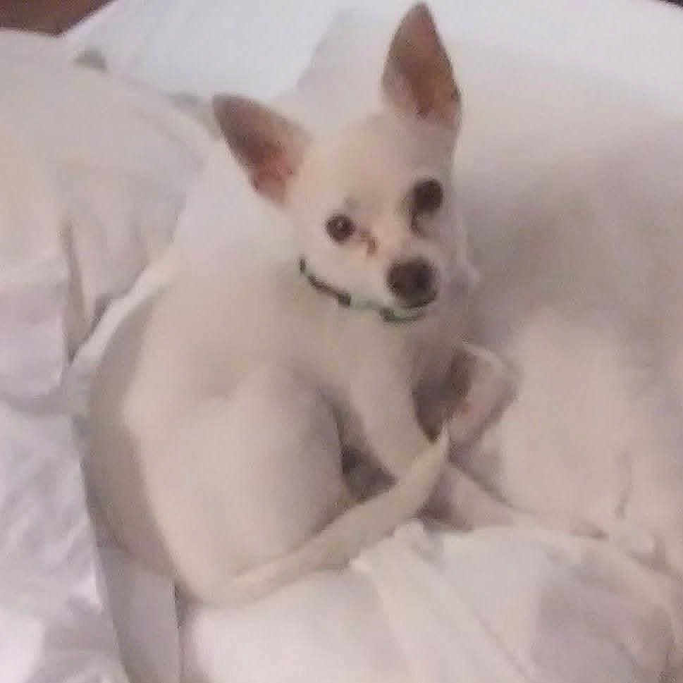 Karma is registered to the contest to win money with this photo: dog, small_dog, white_dog, pet, animal, ears, blanket, indoor, cute, fur, collar, resting, lying_down, cozy, bed, soft, looking, curious, companion, domestic_animal