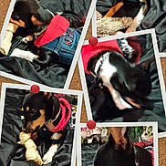 Nikki joined the competition — help win amazing prizes! dog, collage, bone, corkboard, black_and_tan, denim_jacket, red_hoodie, pet, chewing, playful, candid, fabric, pins, collar, indoor, multiple_photos, animal, cute, small_dog, toy